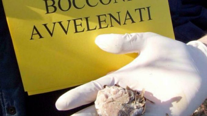 Crescente numero reati contro animali in Umbria: appello per azione