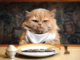 A Stroncone di Terni niente mangiare ai gatti in centro, ma per piacere!