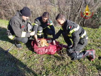 Vigili del fuoco salvano un cane a San Valentino della Collina di Marsciano [FOTO]