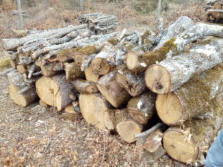 Carabinieri forestali sanzionano ditta boschiva per tagli irregolari