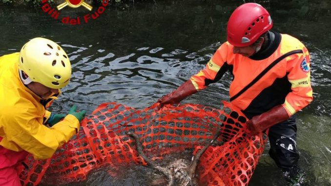 Due caprioli morti trovati nel fiume Menotre, recuperati dai vigili del fuoco