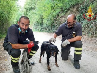 Cane spericolato finisce nel fiume Nera, salvato dai vigili del fuoco
