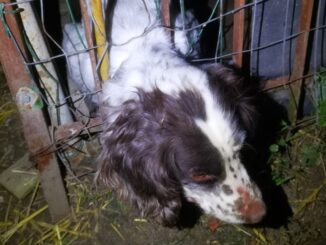 Cagnolino incastrato in una rete metallica, salvato dalla Polizia