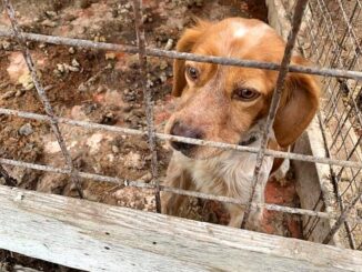 Maltrattava i suoi sei cani, donna condannata ad un mese di reclusione