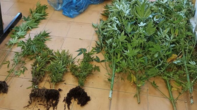 Denunciato per spaccio di droga, trovate piante di marijuana