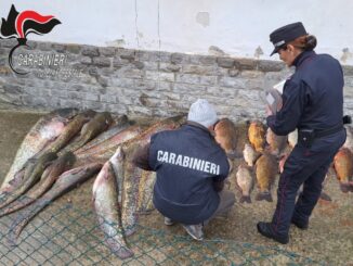 Operazione contro bracconaggio ittico Tevere: sequestrati 3 quintali di pesce