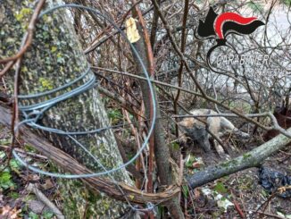 Denuncia dei Carabinieri forestali, lupo ucciso con laccio metallico