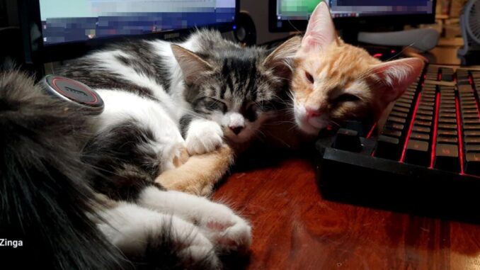 La storia di Zack e Trilly, i gatti della redazione perugina di Umbria Journal, salvati e adottati